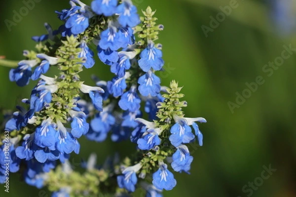 Fototapeta Blaue Blume