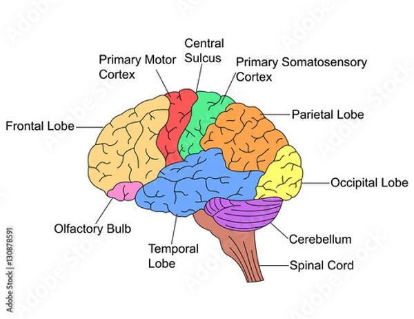 Obraz Części mózgu