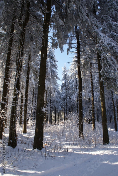 Fototapeta winterlicher Wald