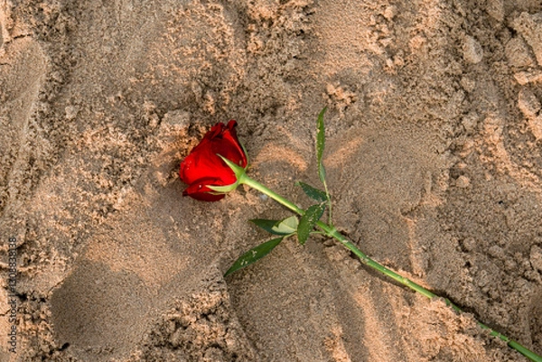 Obraz 砂浜のバラ