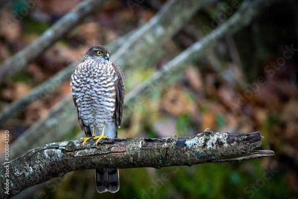 Obraz Epervier d'Europe