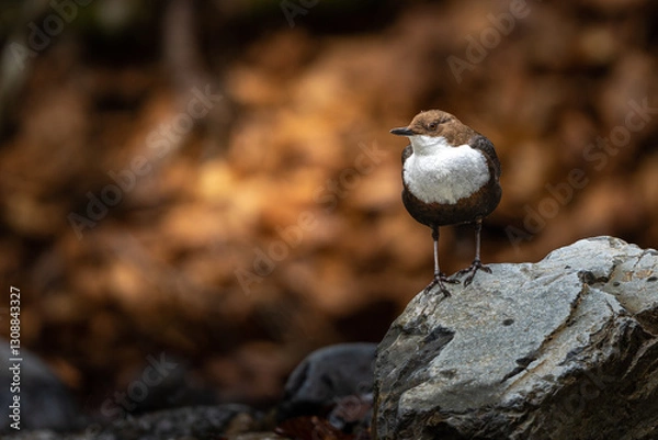 Obraz Cincle Plongeur