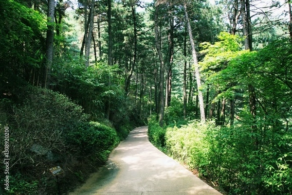 Fototapeta 청남대의 여름 풍경, 산책로