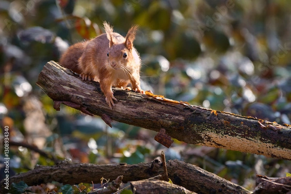 Fototapeta Ecureuil sur branche 