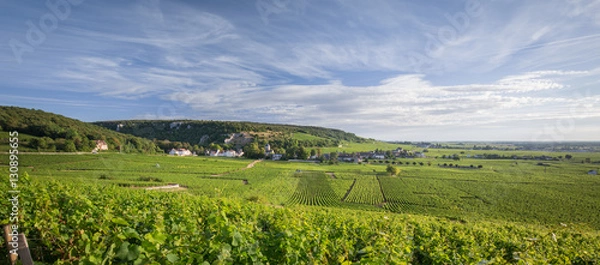 Obraz Burgundia Vineyard