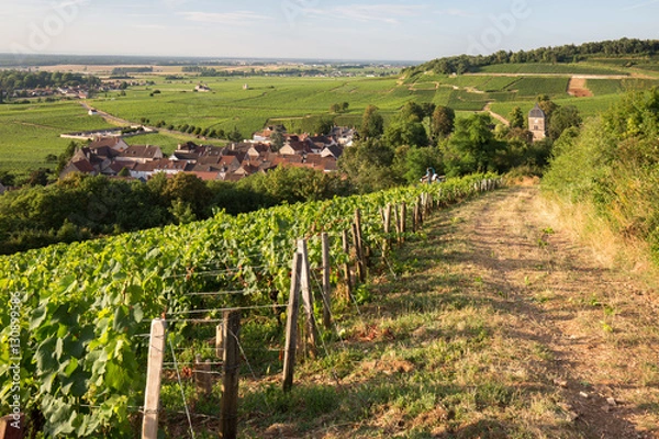 Obraz Vignoble en Bourgogne