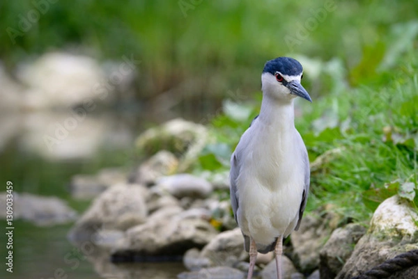 Obraz Héron Bihoreau 