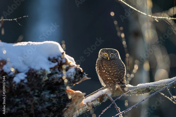 Fototapeta Pygmy owl - sóweczka 
