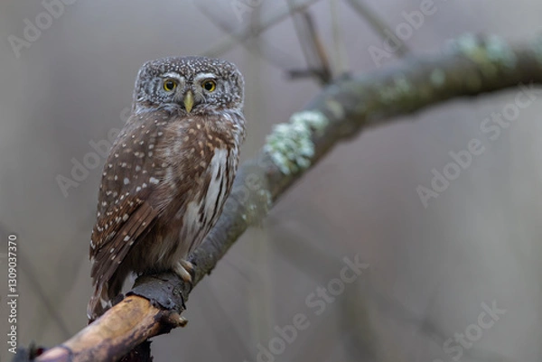 Obraz Pygmy owl - sóweczka 