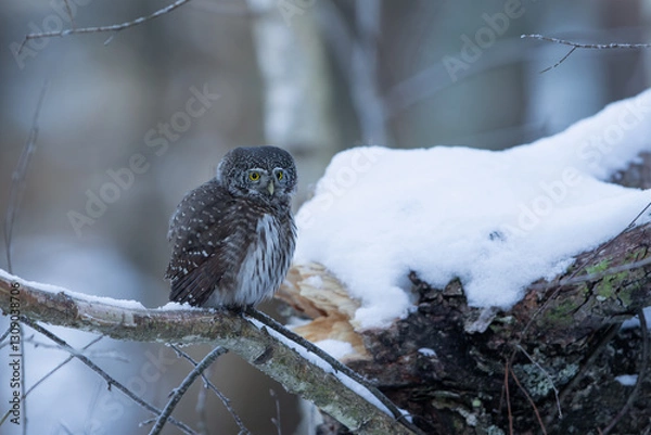 Obraz Pygmy owl - sóweczka 