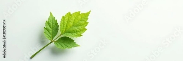 Fototapeta A delicate leaf against a pure white background, color, delicate