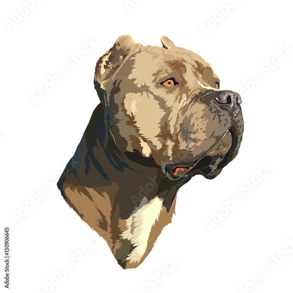 Fototapeta Pit bull portrait