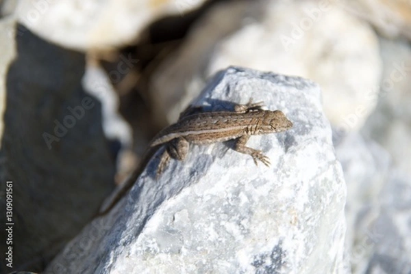 Obraz lizard on a rock