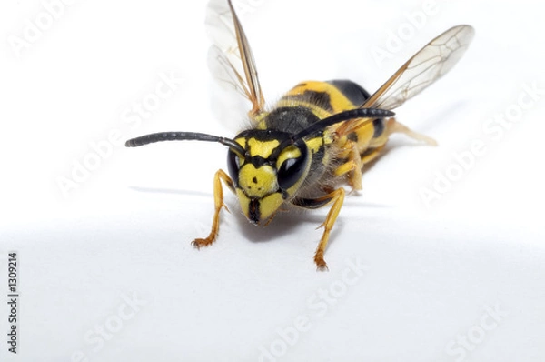 Fototapeta wasp