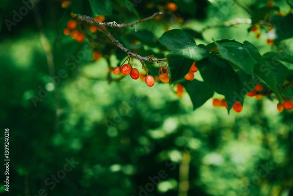 Obraz leaves background,Tree branches with red fruits, a season full of cherry fruits.