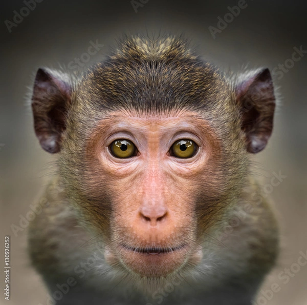 Fototapeta Monkey face close up