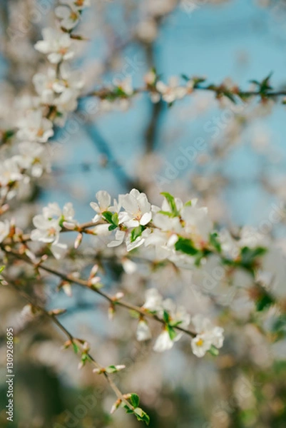 Obraz 
Before the small white flowers in full bloom fall, small green leaves bloom. Spring comes, the season when flowers bloom and leaves fall