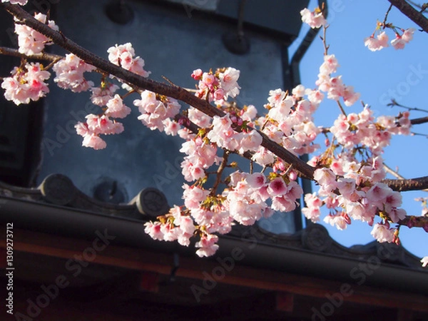 Obraz 桜と古民家