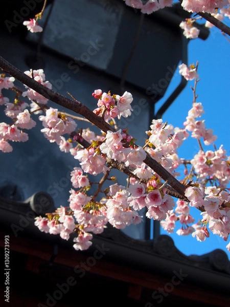 Obraz 桜と古民家