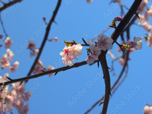 Obraz 桜と青空