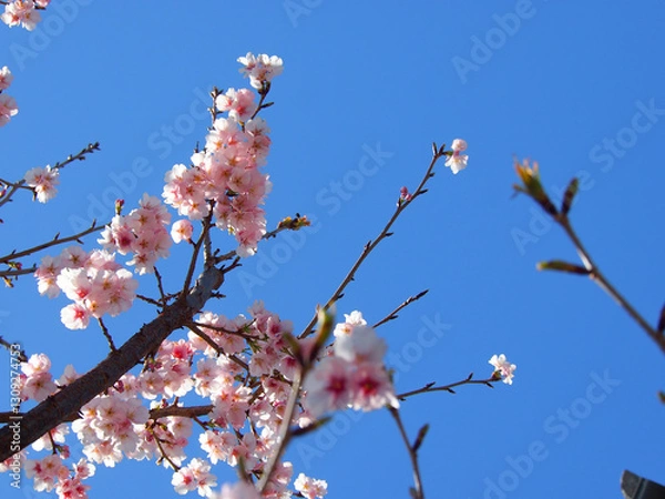 Obraz 桜と青空