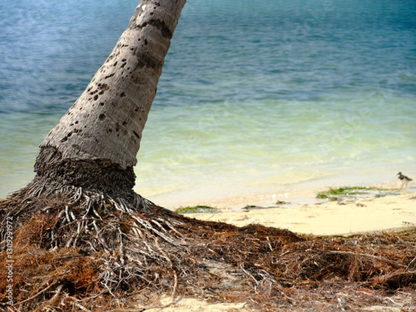 Fototapeta exposed root structure of a coconut palm tree on a beach in the Florida Keys after repeated exposure to the tides and currents