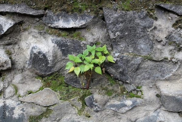Fototapeta Vibrant green leaves emerge from the cracks of an aged stone wall, a symbol of persistence.