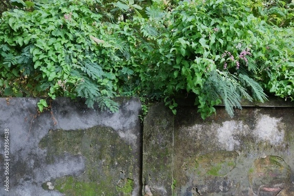 Obraz Lush greenery spills over an old weathered wall, blending nature’s beauty with urban decay.