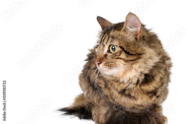 Obraz portrait of a cat, png file
