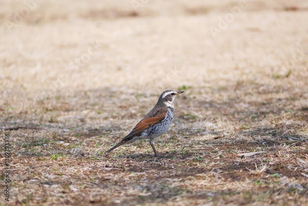 Obraz 日本、神奈川県、春、公園のツグミ