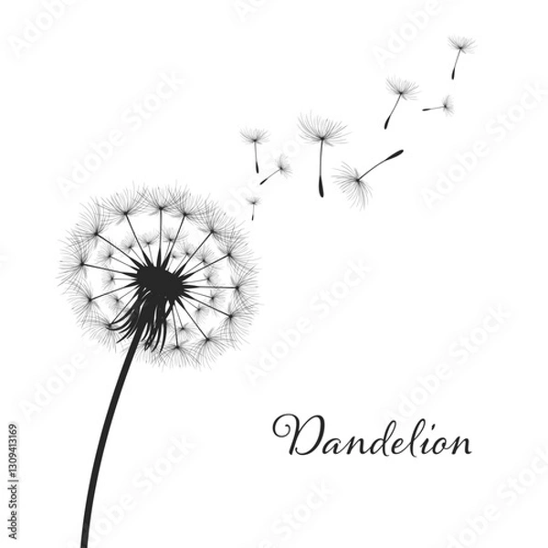 Obraz Vector illustration dandelion time. Black Dandelion seeds blowing in the wind. The wind inflates a dandelion isolated on a white background.