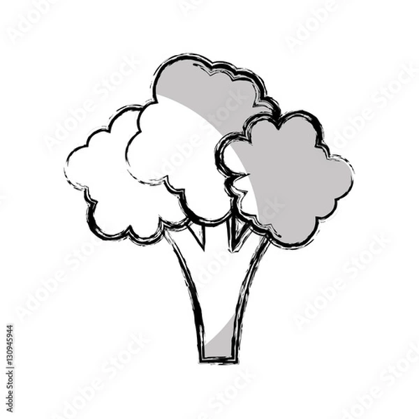 Fototapeta broccoli fresh vegetable isolated icon vector illustration design