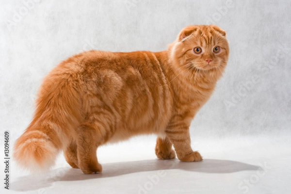 Obraz Cat breed Highland fold