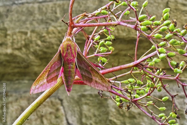 Fototapeta Elephant Moth