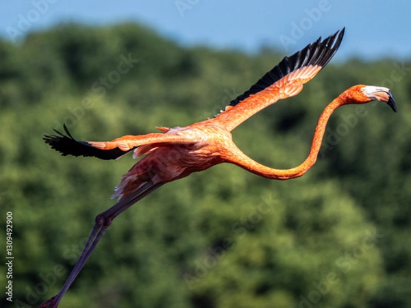Obraz Flamingo