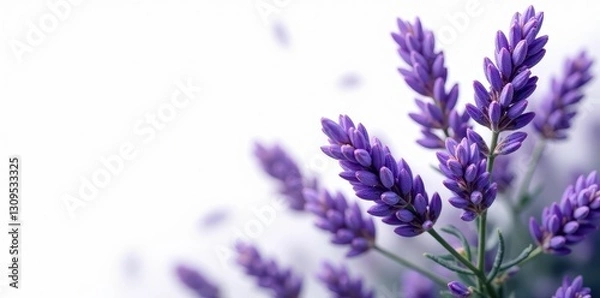 Fototapeta Abundant lavender sprigs, showcasing intricate details on stark white , plant, macro