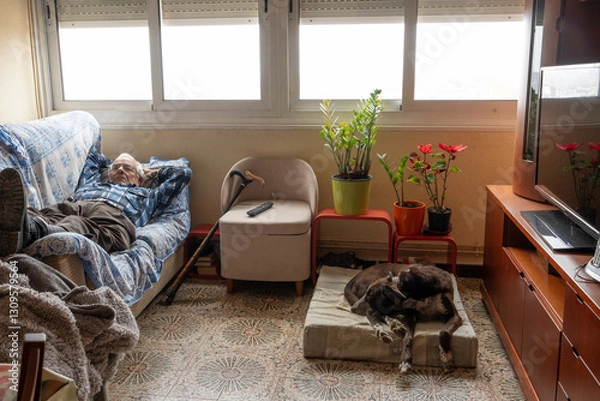 Fototapeta man in his eighties lying on sofa and dog lying on his bed sleeping in the dining room, both of them during the day resting at home, antique furniture environment, parents' home