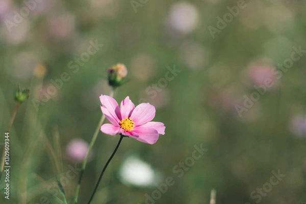 Obraz ピンクの花