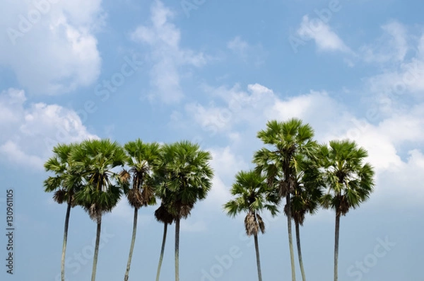 Fototapeta Copy space of tropical palm tree with sun light on sky background.