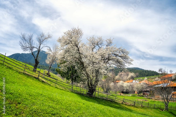 Fototapeta Sunny morning over the spring valley with rich vegetation, blossoming trees and houses scattered on the hills of the village of Gela near Smolyan, Rhodope Mountains, Bulgaria.