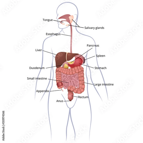 Obraz GI tract organs
