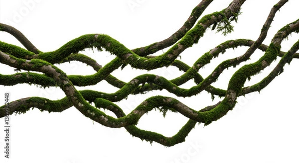 Obraz Twisted wild root plant, nature frame jungle border, isolated on white background, clipping path, cut-out, 