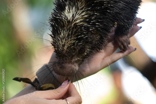 Obraz Puercoespín on a branch