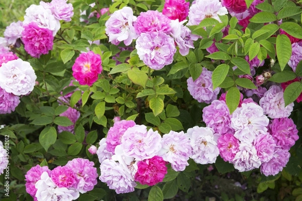 Obraz Pink rose bush