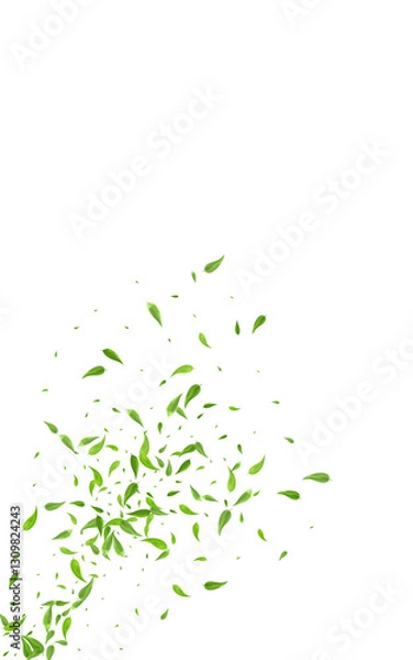 Fototapeta Lime Leaf Fresh Vector White Background Pattern.