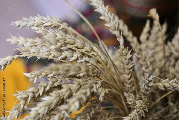 Obraz a lot of ears of wheat and barley
