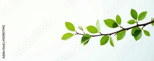 Fototapeta Long thin branch with small leaves against the white, branch, leaves