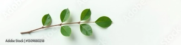 Obraz Single isolated eucalyptus leaf branch on white sheet, simple, branch