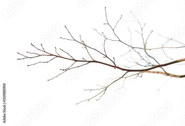 Fototapeta Delicate, bare branches splayed against a pure white backdrop, pattern, flora