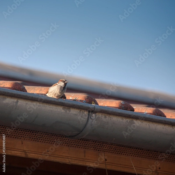 Obraz Spatz auf dem Dach